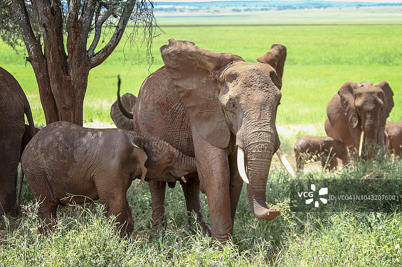 母亲和幼年非洲红象图片素材