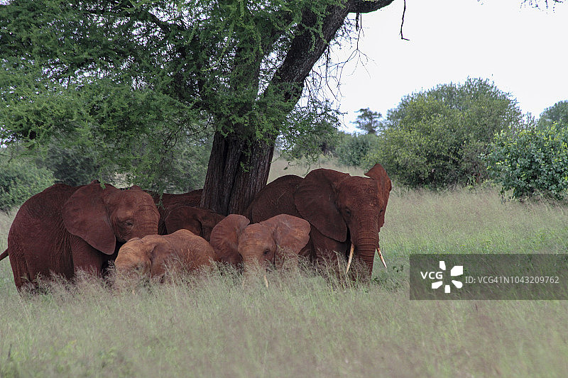 一群非洲红象图片素材