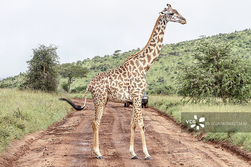 长颈鹿站在路上挡住了去路图片素材