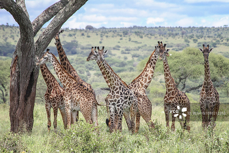 金合欢树下的长颈鹿群图片素材