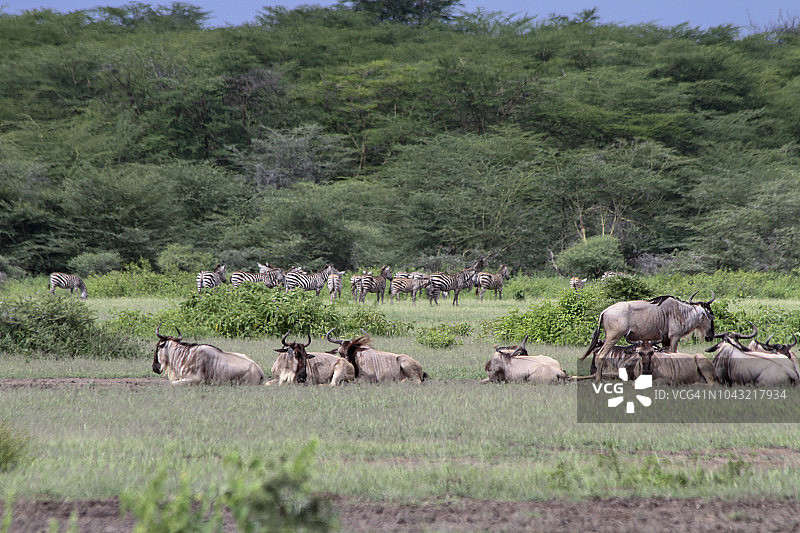 斑马和牛羚群图片素材
