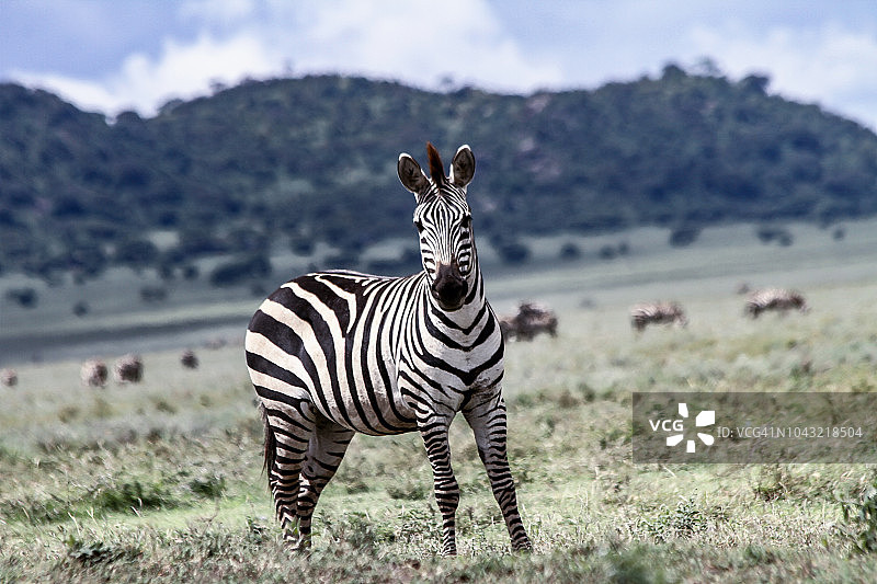 一匹看着镜头的斑马图片素材