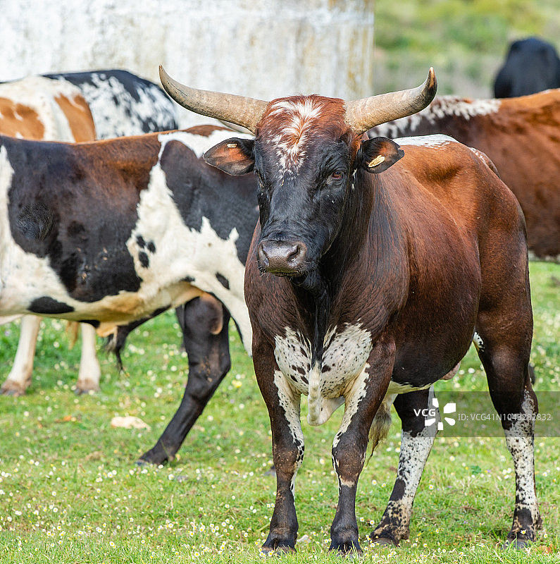 南非西开普省的恩古尼牛图片素材