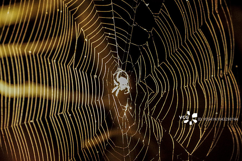 蛛网中的蜘蛛，伊西曼加利索湿地公园，南非图片素材