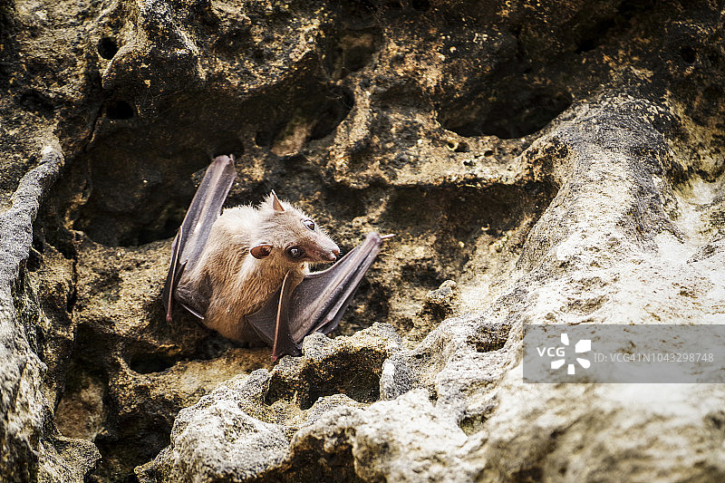 伊西曼加利索湿地公园的蝙蝠洞，南非图片素材