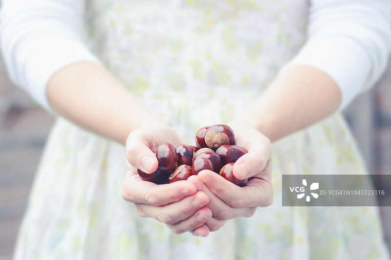 秋季女人手持闪亮板栗的聚焦照片图片素材