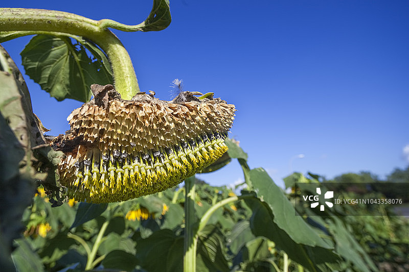 向日葵图片素材