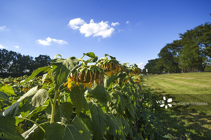 向日葵图片素材