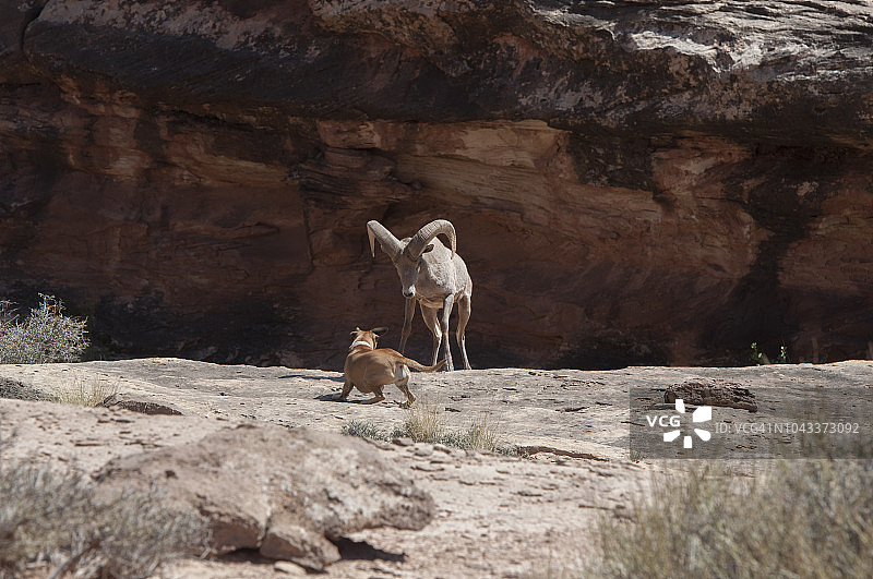 大角羊和狗打斗图片素材