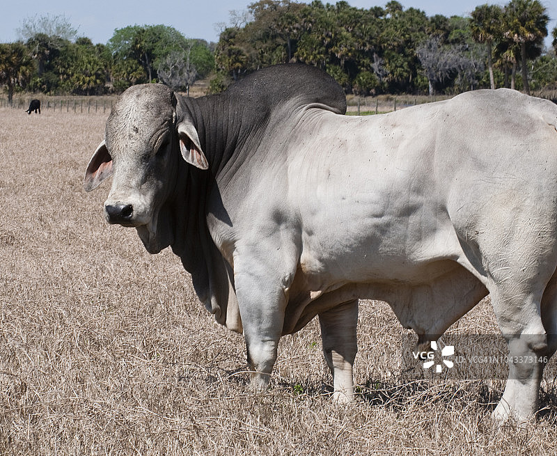 婆罗门公牛图片素材
