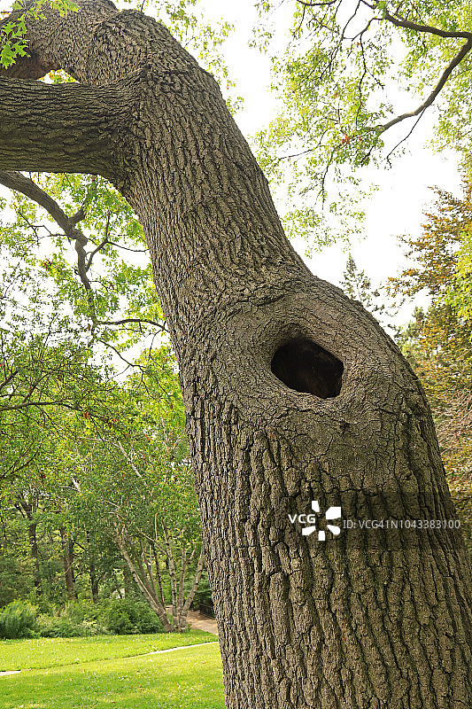 老橡树干上的大圆孔图片素材