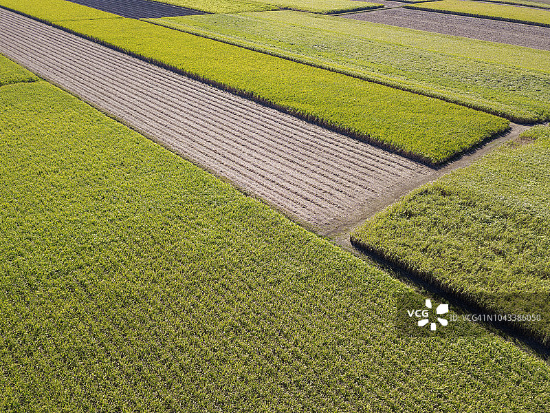 甘蔗田的航拍视角图片素材