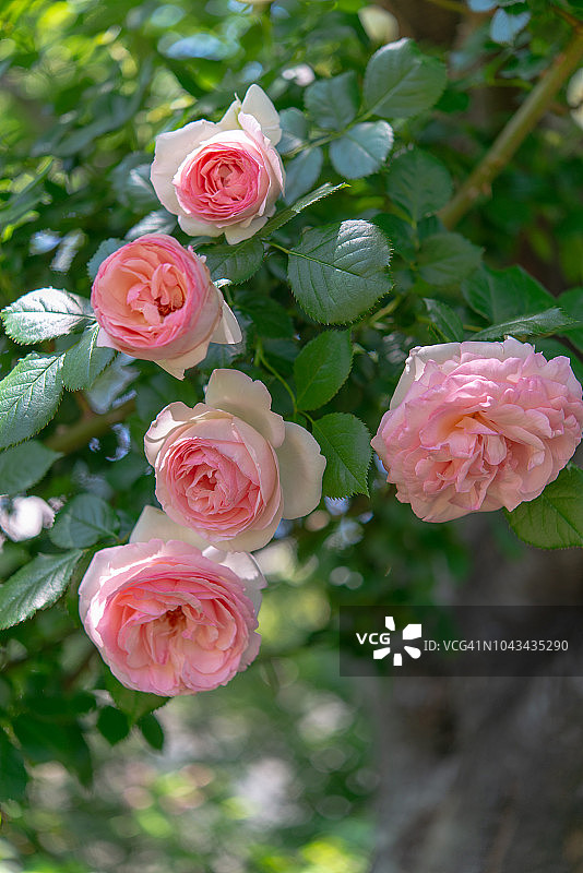 春日玫瑰图片素材