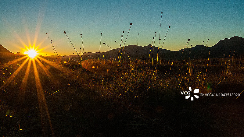 陆路赛道上的纽扣草平原图片素材