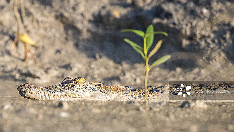 幼年咸水鳄鱼图片素材