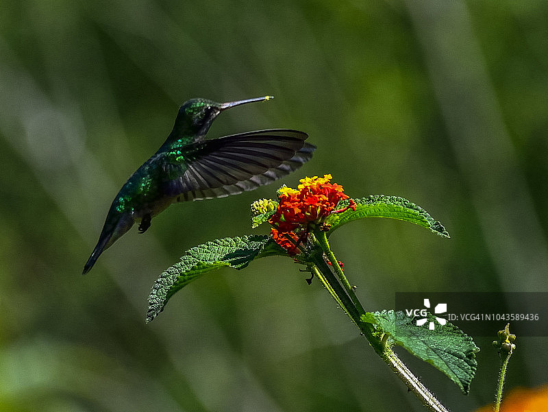 农场河岸边寻找花蜜的蜂鸟图片图片素材