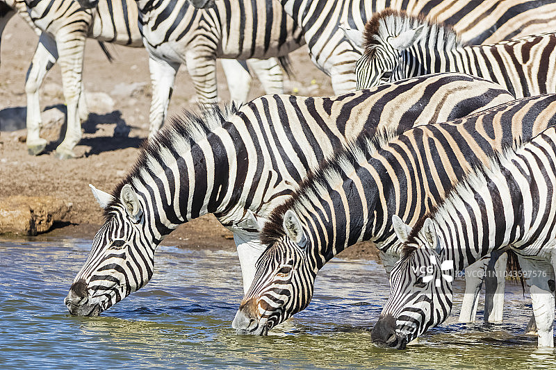 非洲纳米比亚埃托沙国家公园：伯切尔斑马在水坑饮水图片素材