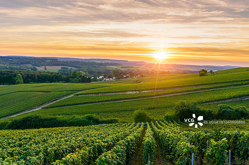 列葡萄藤葡萄在香槟葡萄园的蒙特尼德兰斯图片素材