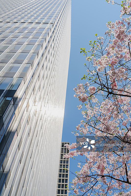 纽约曼哈顿公园大道上的樱花树图片素材