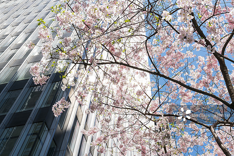纽约曼哈顿公园大道上的樱花树图片素材