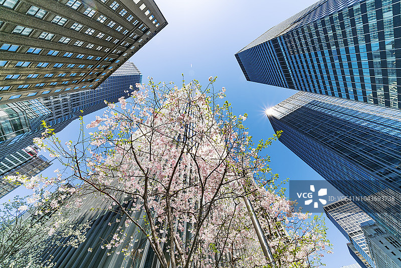 纽约曼哈顿公园大道上的樱花树图片素材