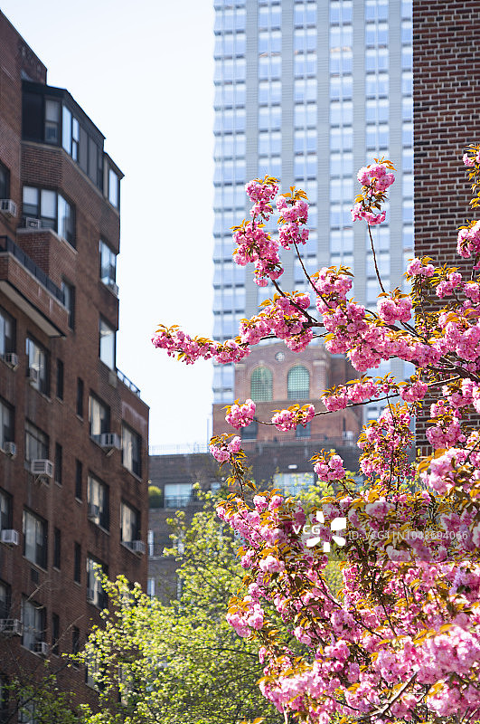 纽约公园大道盛开的樱花树图片素材