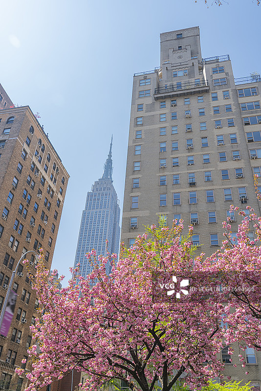 帝国大厦矗立在盛开的樱花树后，位于纽约美国公园大道曼哈顿中城建筑群中图片素材