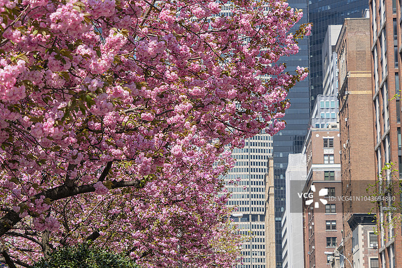 纽约曼哈顿中城盛开的樱花树后的公园大道摩天大楼，美国，2018年4月28日图片素材