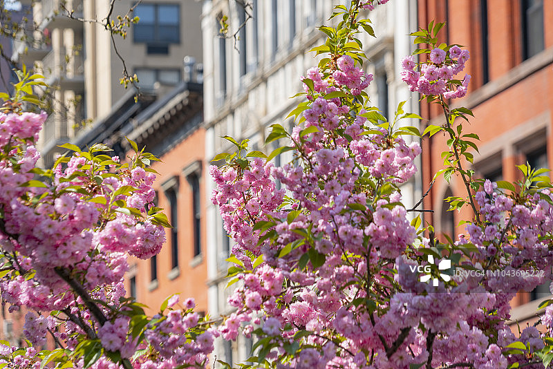2018年4月28日美国纽约曼哈顿格拉梅西公园住宅区盛开的樱花树图片素材
