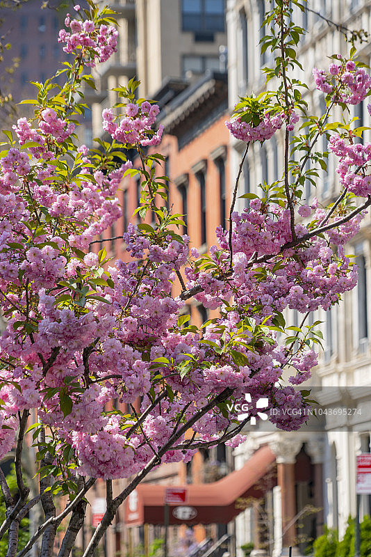 2018年4月28日美国纽约曼哈顿格拉梅西公园住宅区盛开的樱花树图片素材