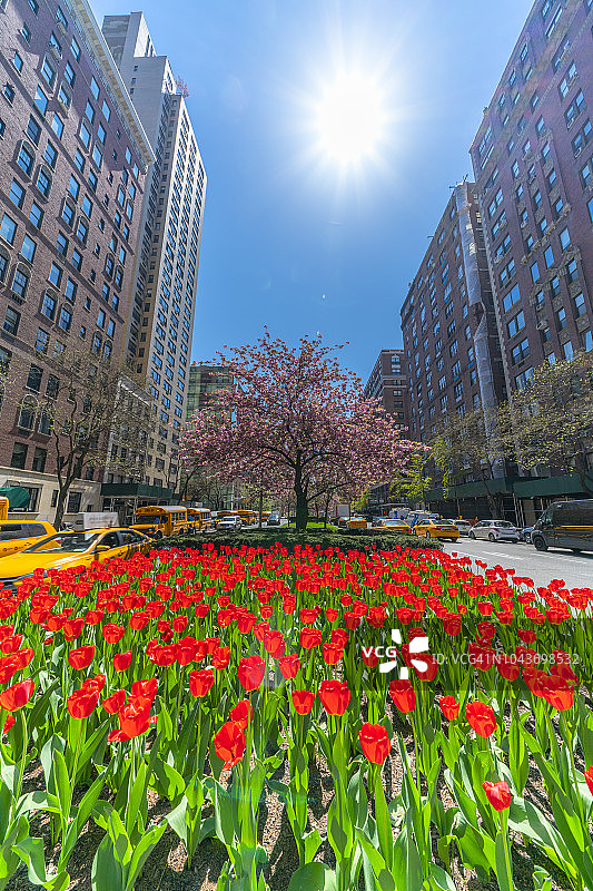 阳光照耀下的纽约公园大道郁金香和樱花图片素材