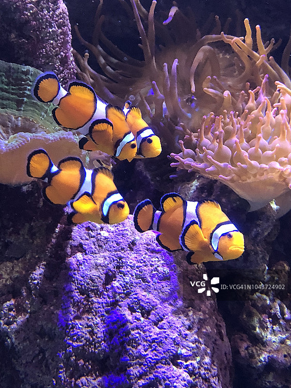 小丑鱼图片素材