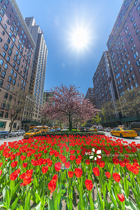 阳光照耀下的纽约公园大道郁金香和樱花图片素材