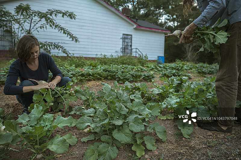 两位农民正在收获萝卜图片素材