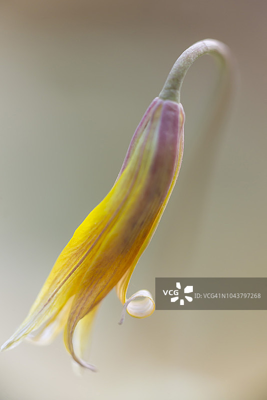 关的鳟鱼百合(刺参属)的花头图片素材