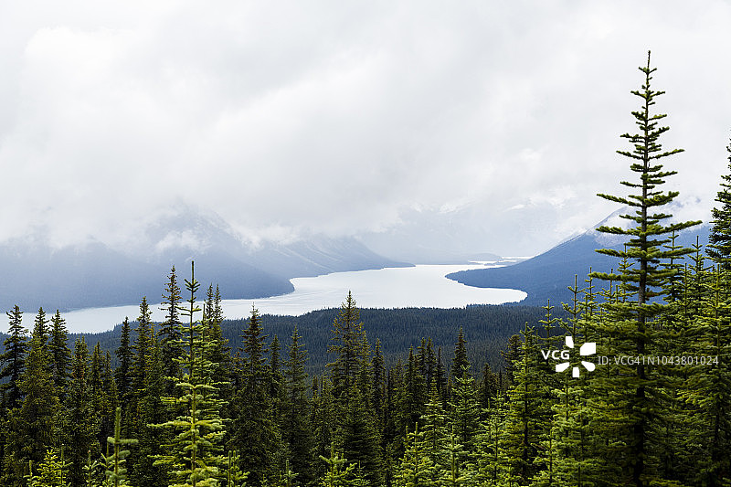森林中的小驯鹿图片素材
