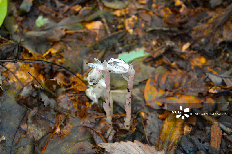 水晶兰图片素材