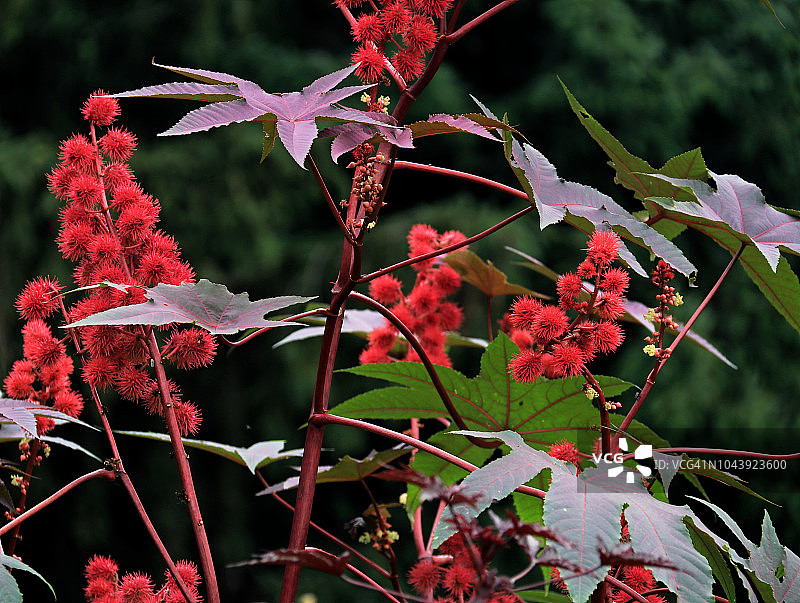 蓖麻植物图片素材