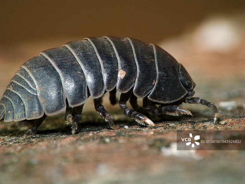 鼠妇侧面微距摄影图片素材