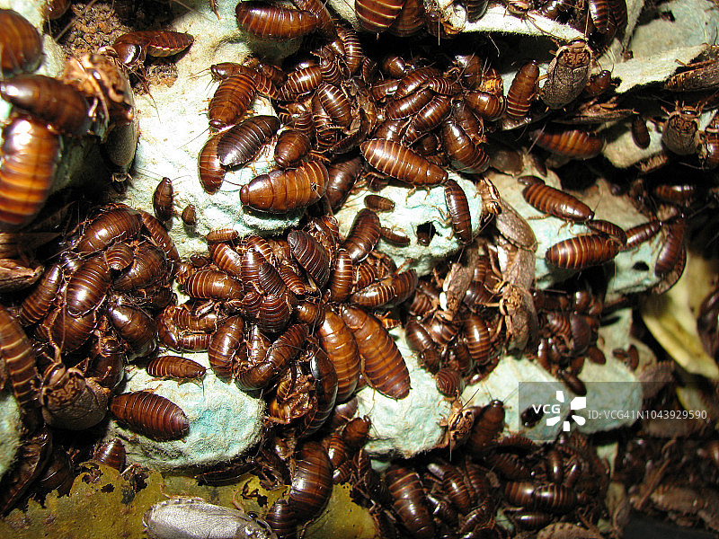 带有蛋盒的蟑螂群图片素材