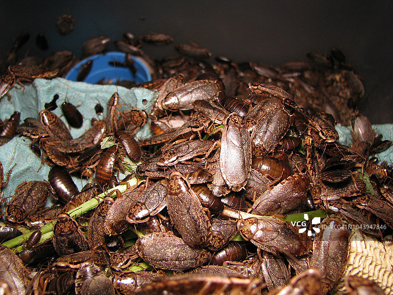 食物上爬满龙虾图片素材