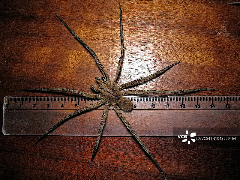 巴西游走蛛尺寸图片素材