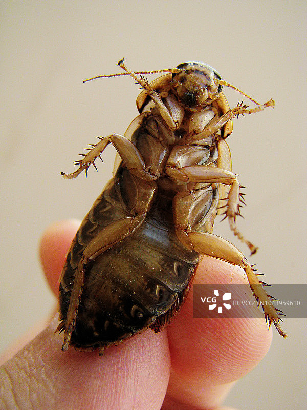 处理龙虾图片素材