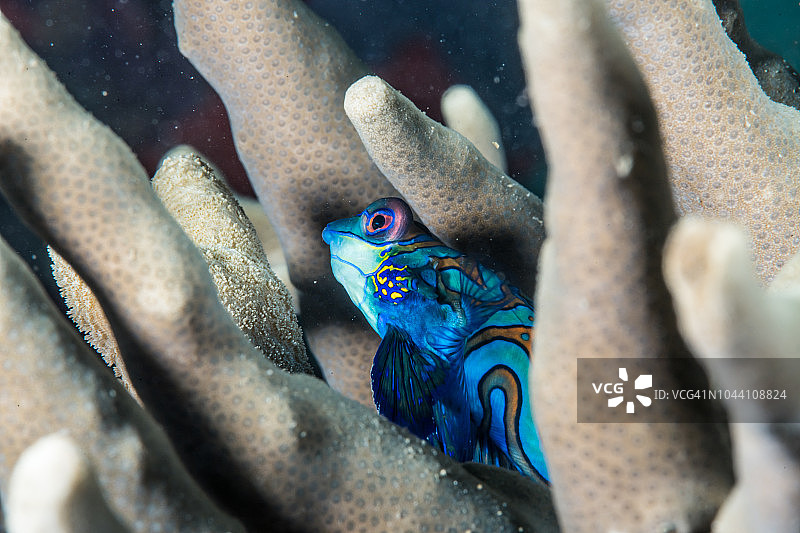 龙纹鲤在石珊瑚枝间游动图片素材