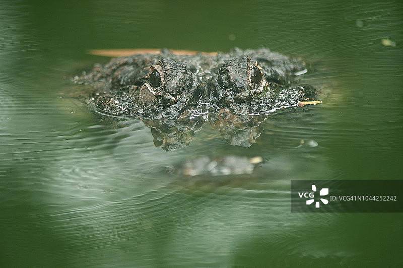 鳄鱼：生活在非洲、亚洲、美洲和澳大利亚热带地区的大型水生爬行动物图片素材