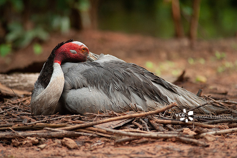 蓑羽鹤，野生鸟类，栖息在森林中树枝筑成的巢中图片素材