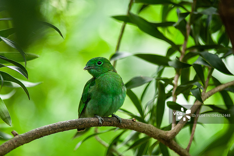 翠鸟栖息于树枝图片素材