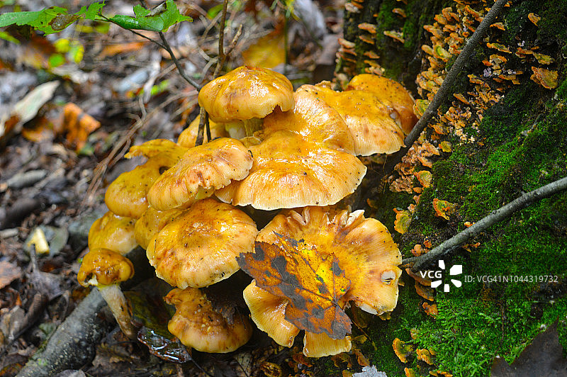可食用蘑菇图片素材
