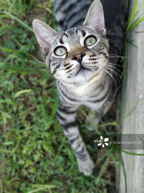 草地上仰望的猫咪图片素材