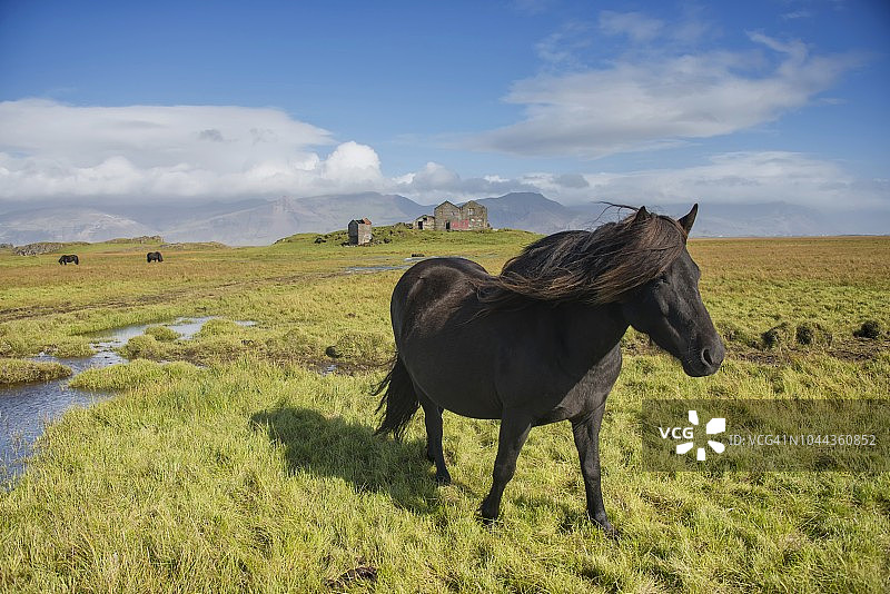 冰岛南部的冰岛马图片素材